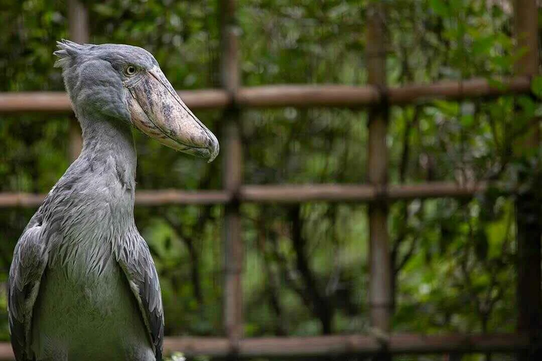 Shoebill wide shot